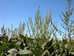 Plantas de Amaranthustuberculatus - Crédito Iowa StateUniversity