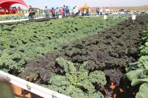  Cerca de mil visitantes conheceram novas variedades de sementes e produtos