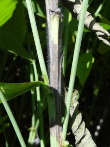 Intensa esporulação de Choanephoracucurbitarum observada em haste de Crotalariaspectabilis, com necrose