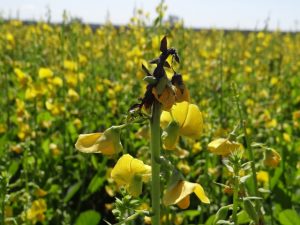 Detalhe de necrose na haste e botões florais causada por Choanephoracucurbitarum em Crotalariaspectabilis