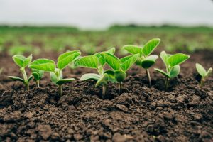 O aminoácido na semente funciona como um estimulador do crescimento e desenvolvimento