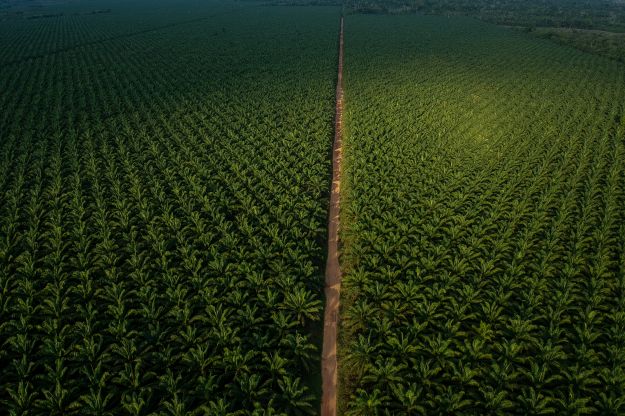 Agropalma Biodiversidade - Crédito Flavio Forner -Conservação Internacional