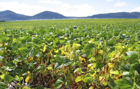 fosfitos sólidos em plantação verde