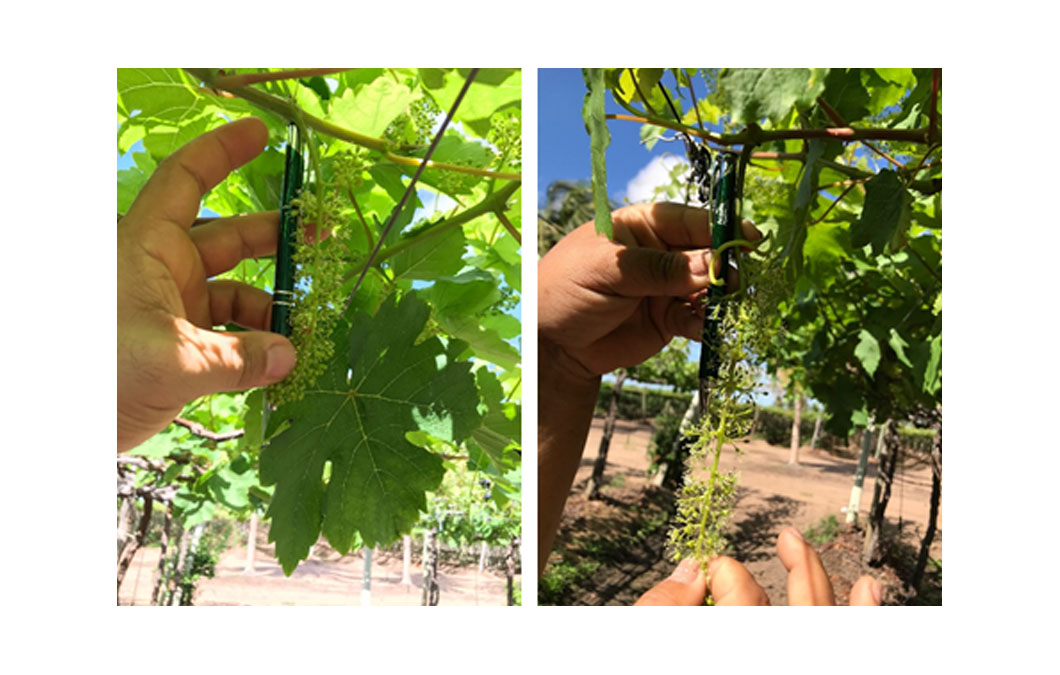 Mão segurando flor perto de folhas verdes
Descrição gerada automaticamente