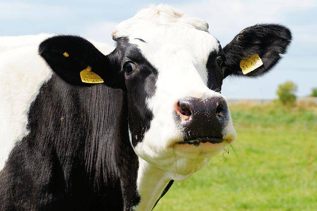 vaca