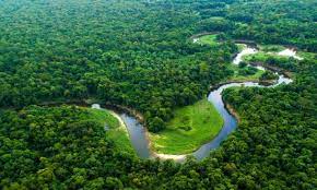 floresta mata atlântica com rio