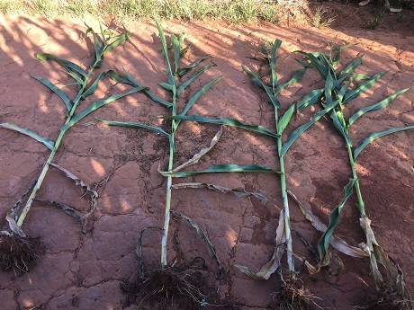 plantas de milho com e sem indutor de resistencia