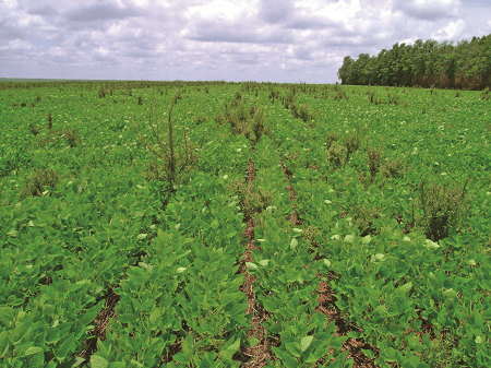 plantação de soja