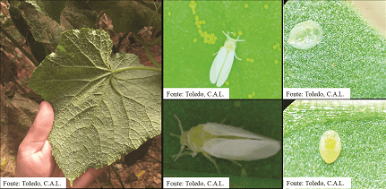 tipos de mosca-branca