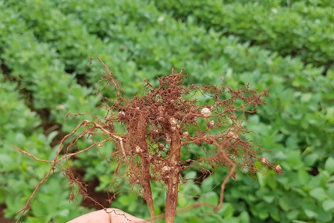 nematoide em frente a plantação